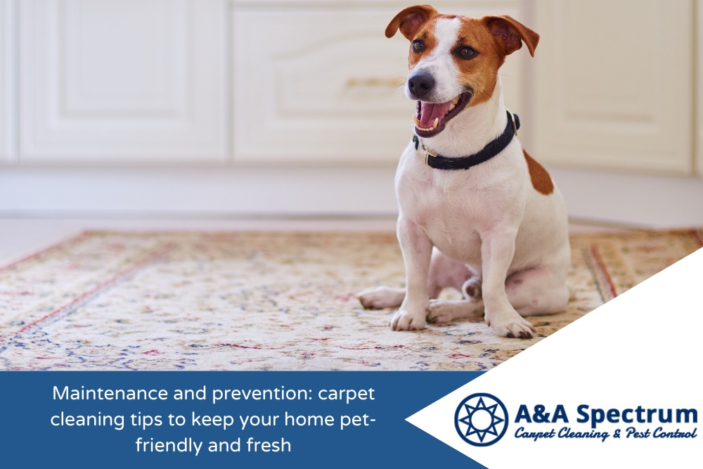 Maintenance and prevention carpet cleaning tips to keep your home pet-friendly and fresh