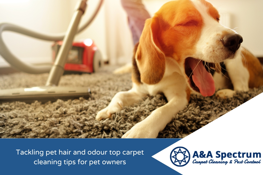 Tackling pet hair and odour top carpet cleaning tips for pet owners